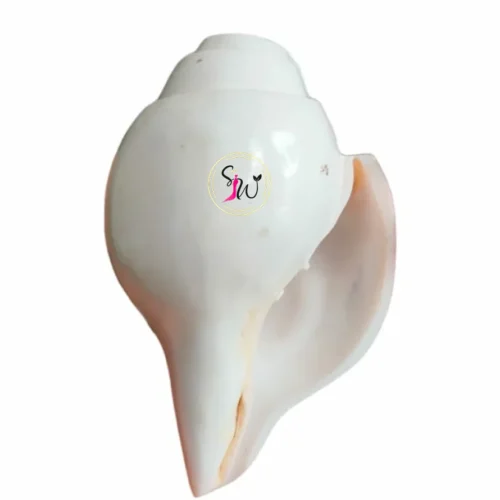 Natural Sankha (Conch Shell) for Puja & Rituals