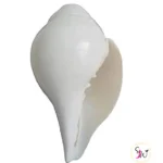 Shankh (Sacred Conch Shell) 2 Sacred Shankh conch shell for puja