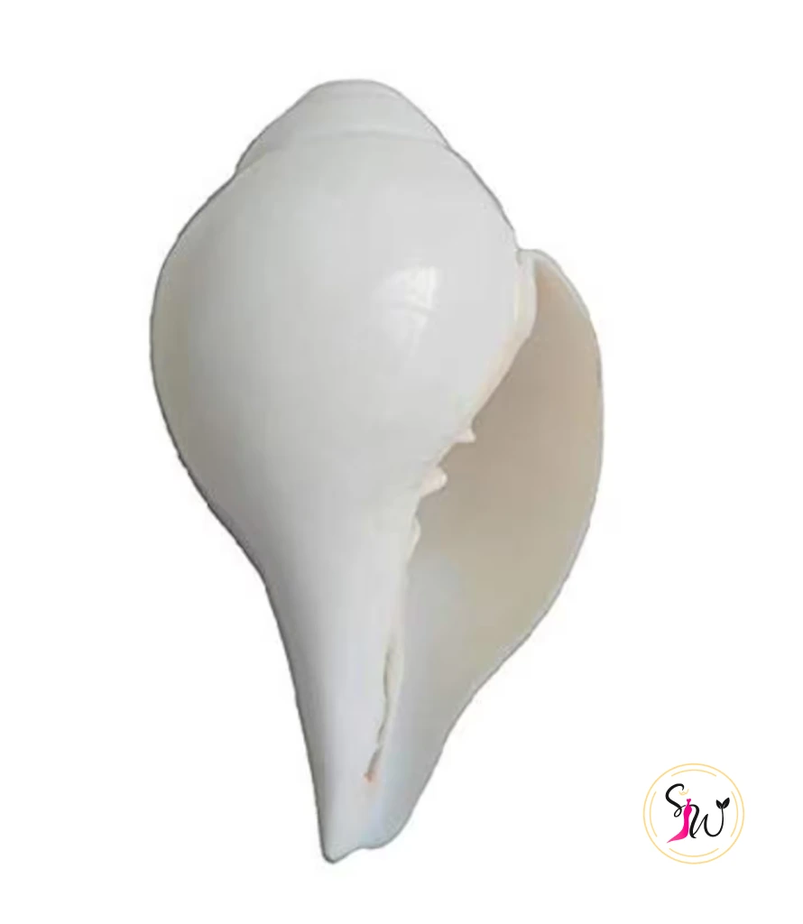 Shankh (Sacred Conch Shell) 1 Sacred Shankh conch shell for puja